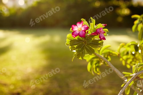 Preview: A bright pink flower on a green branch blooms in the garden. Flowering shrub, flowering shrub.