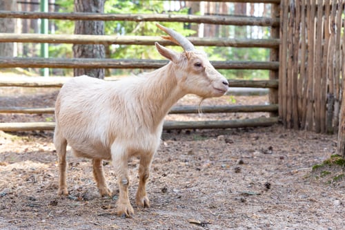 Preview: A beige miniature Cameroon goat with horns stands sideways, looking at camera.
