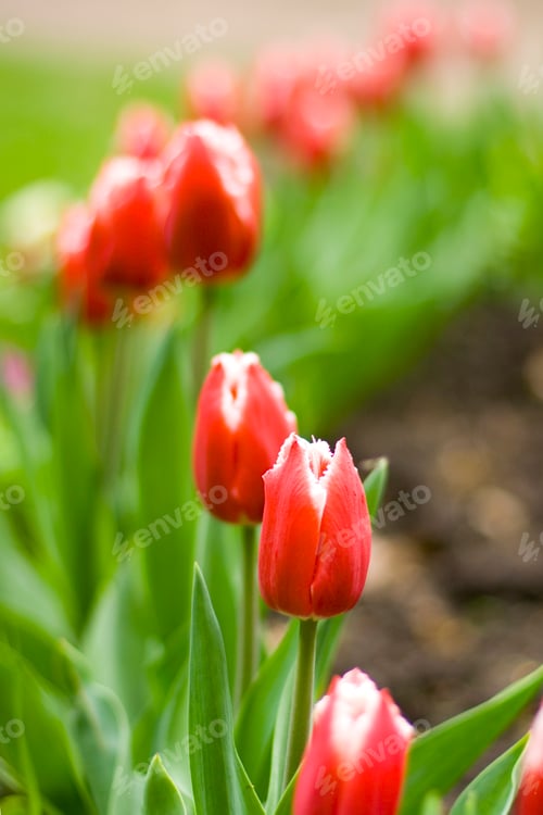 Preview: tulips