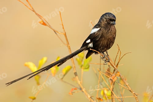 Preview: Magpie shrike perched on a branch