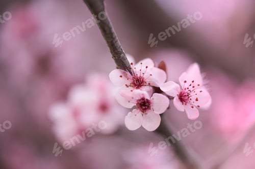 Preview: closeup of sakura flowers blossom in spring sunny morning blurred natural pink background