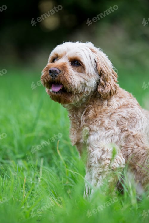 Preview: Portrait of a fawn coated young Cavapoo sitting in grass.
