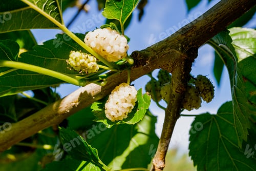 Preview: Fruit of Morus alba, white mulberry, rich wild berry.