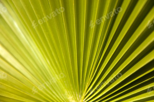 Preview: Green palm leaf