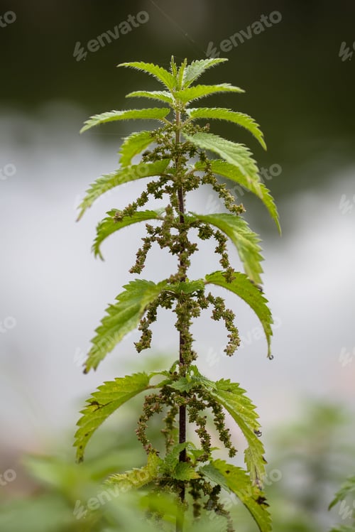 Preview: Vertical shot of a nettle plant