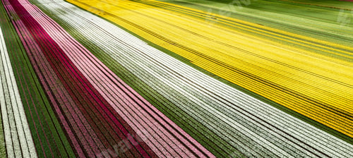 Preview: Aerial from blossoming tulip fields in the Chile near Osorno