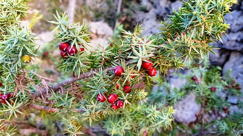 Preview: Selective focus of red juniper berries on green shrub.
