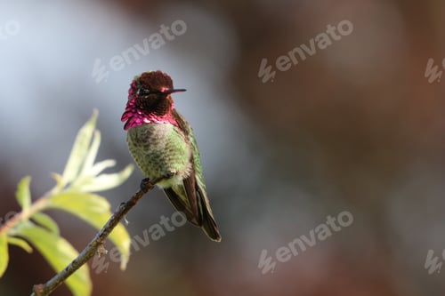 Preview: Anna's Hummingbird Perched on a Twig