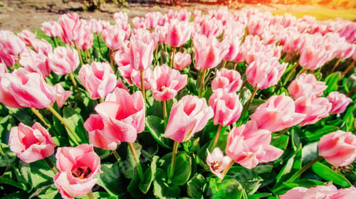 Preview: Group of pink tulips. Spring landscape.