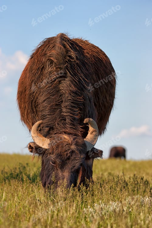 Preview: Asian water buffalo (Bubbalus bubbalis
