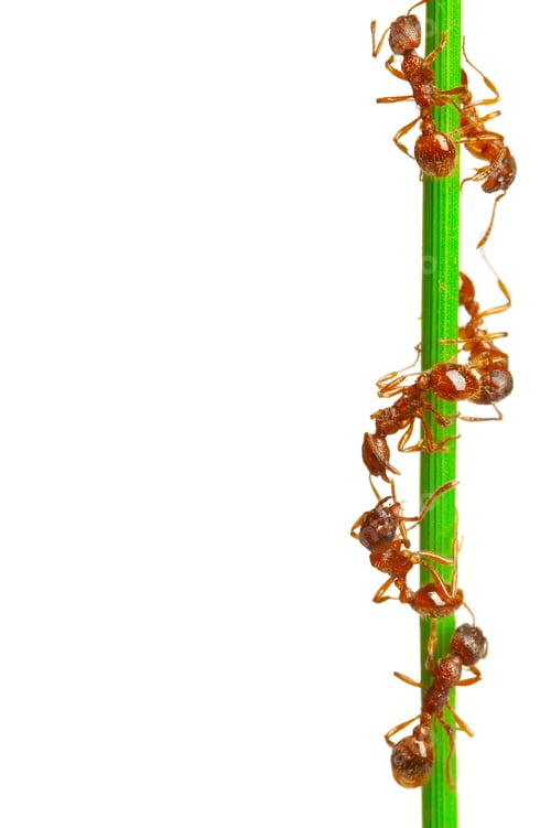 Preview: Ants