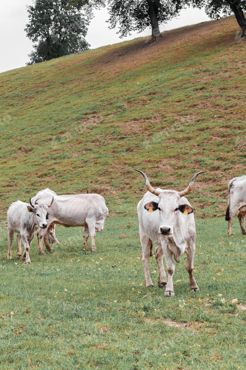 Preview: Cows are on pasture in autumn field