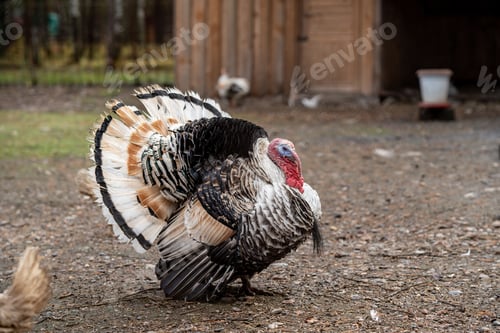 Preview: Turkey.