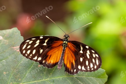 Preview: Wonderful butterfly Heliconius hecale living in butterfly house.