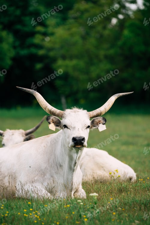 Preview: Hungarian Grey Cattle