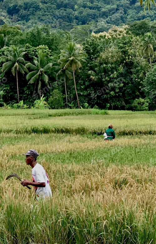 Preview: Traditional Farmers Are Checking Their Paddy Fields