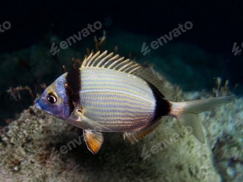 Preview: Two-banded sea bream at night