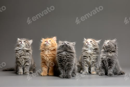 Preview: A group of fluffy cute multi-colored kittens on a gray background, a group of gray, red and spotted
