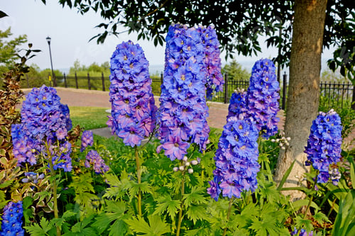 Preview: Beautiful shot of delphinium flowers in bloom in the Leif Erikson Park, Duluth, USA
