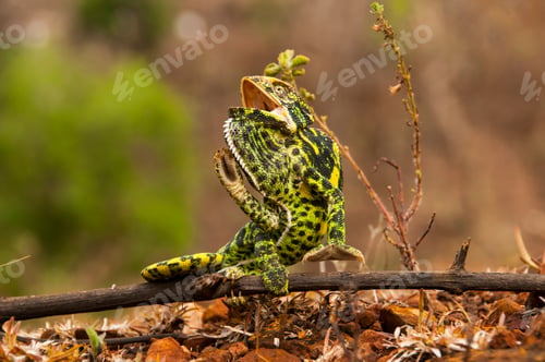 Preview: The Indian Chameleon, Chamaeleo zeylanicus in the forest.