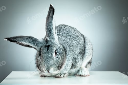 Preview: European Rabbit Or Common Rabbit, 2 Months Old, Oryctolagus Cuniculus Against Gray Background