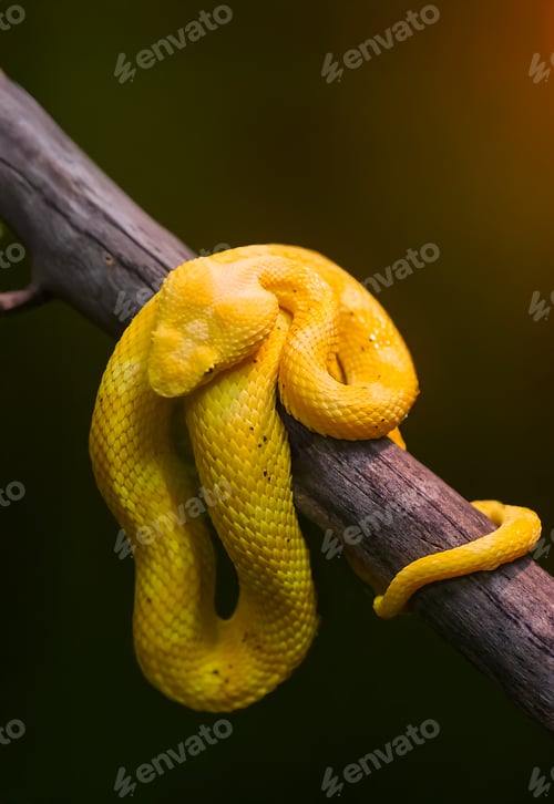 Preview: Venomous Bush Viper Snake