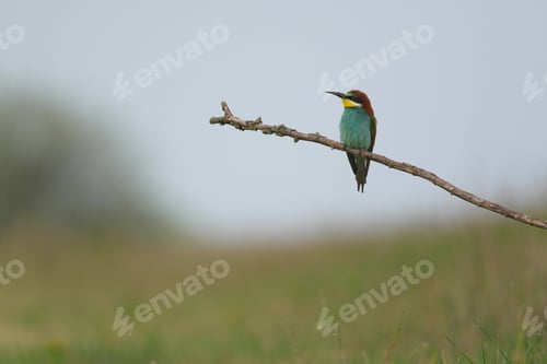 Preview: European Bee-Eater - Merops Apiaster on a branch