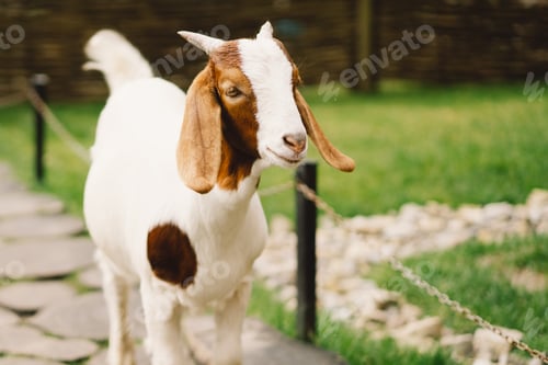 Preview: Beautiful little goat on the farm. Animals on farming
