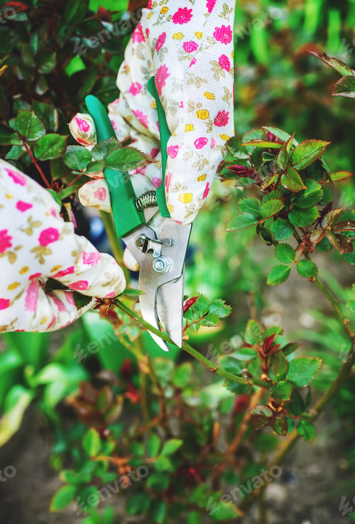 Preview: nature