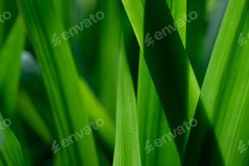 Preview: Abstract image of green leaves with backlight showing light and shadow and beautiful pattern
