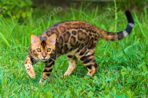 Preview: Beautiful young bengal cat in the garden