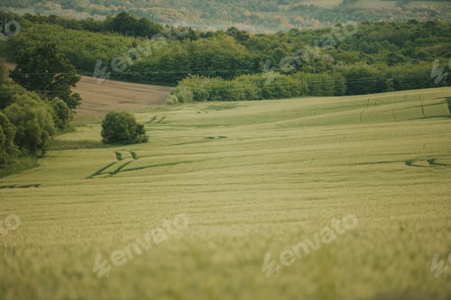 Preview: Beautiful wallpaper of trees against the green field
