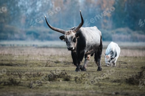 Preview: Beautiful Hungarian gray cow with big horns walking in the field