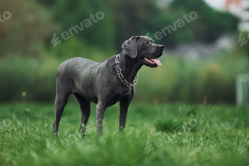Preview: Standing on the green grass. Portrait of dog with short black fur that is having a walk outdoors