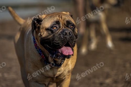 Preview: Closeup of a Bullmastiff dog walking and panting at a dog park