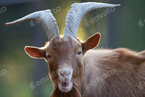 Preview: red goat