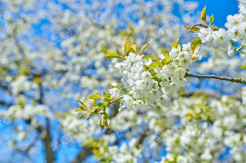 Preview: Cherry flowers