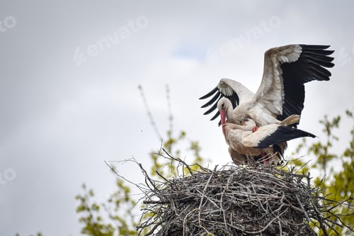 Preview: Storks spread their wings before flying