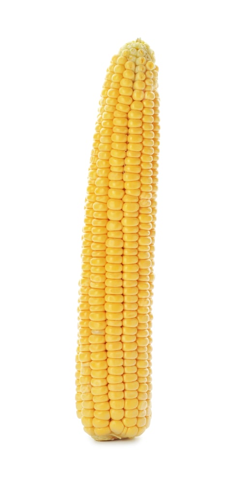 Preview: Tasty sweet corn cob on white background
