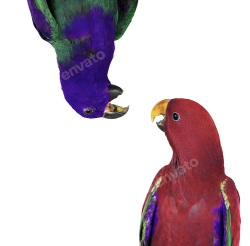 Preview: beautiful red and blue macaw parrots