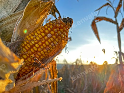 Preview: Close-up yellow ripe corn on stalks for harvest in agricultural cultivated field