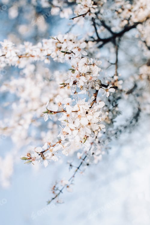 Preview: branch with white cherry blossoms