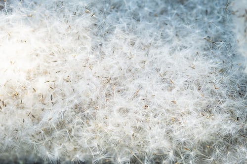 Preview: Lot of dandelions seed. Fluff of blowballs close up.