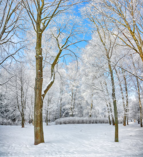 Preview: Picturesque landscape with snow-covered trees in the city park.