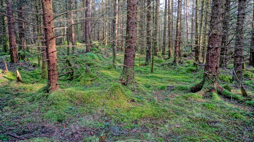 Preview: Lush wooded scene with tall trees and an abundance of lush green moss in a forest