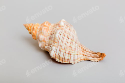 Preview: Beach seashells on colored background. Mock up with copy space