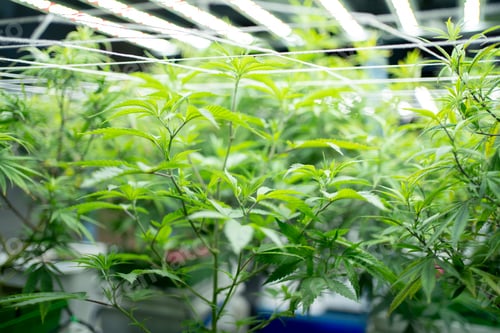 Preview: Marijuana, hemp or cannabis plant leaves farm lab. Organic product in laboratory. Medical Food.Ganja