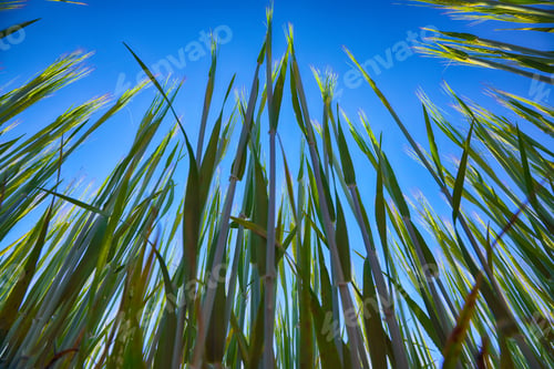 Preview: Green wheat field with blue sky in background