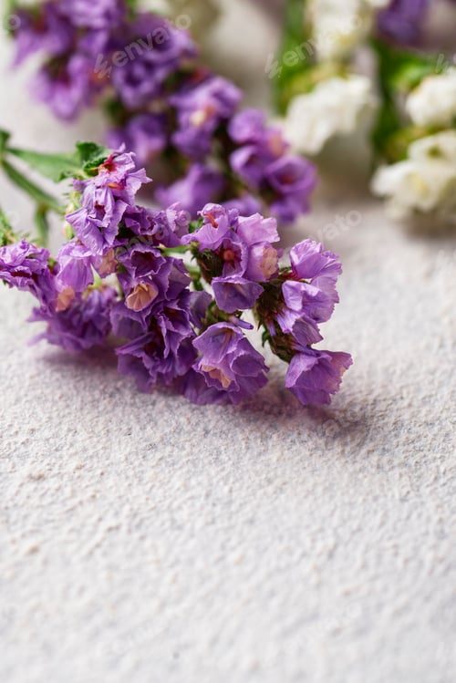 Preview: Colorful Limonium flower on white background