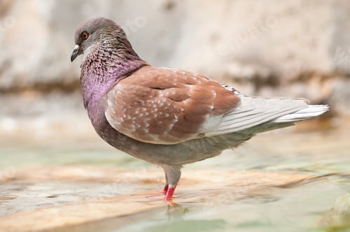 Preview: Brown Pidgeon in Water